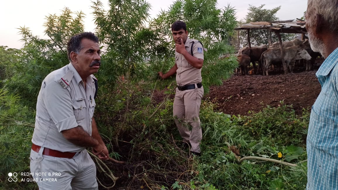 *मादक पदार्थ गाजा की अवैध रूप से खेती करने वाले पर शासन चौकी पुलिस उप निरीक्षक भिपेन्द्र पाठक द्वारा कसा शिकंजा*