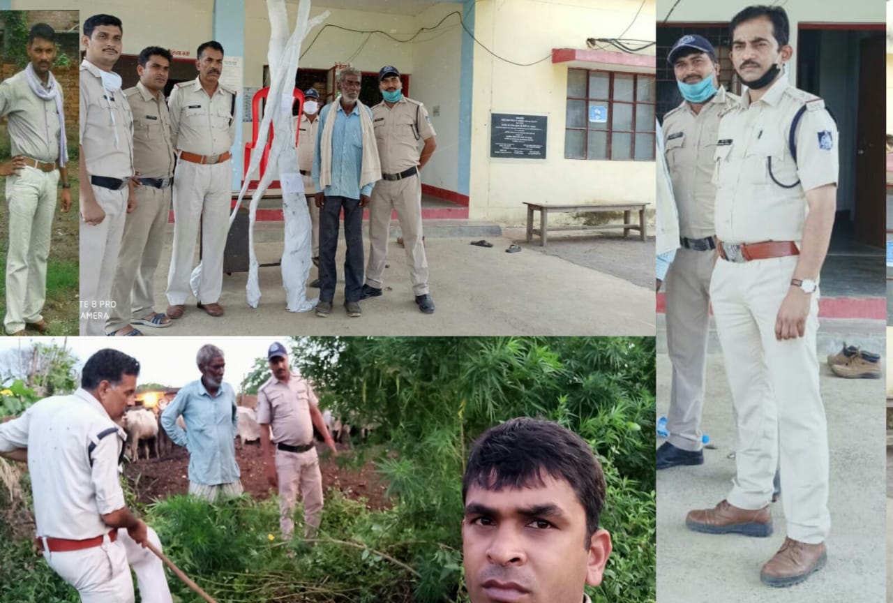  *मादक पदार्थ गाजा की अवैध रूप से खेती करने वाले पर शासन चौकी पुलिस उप निरीक्षक भिपेन्द्र पाठक द्वारा कसा शिकंजा*