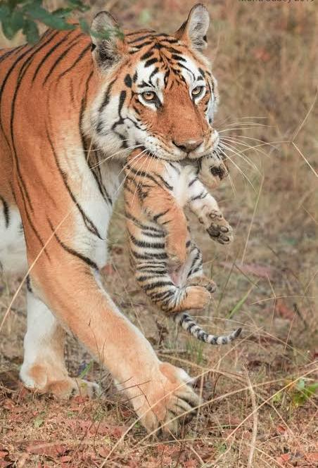  *सुपर टाइग्रेस मॉम’ को विदाई*  💥 *पेंच टाइगर रिजर्व में मादा बाघ को नम आंखों से विदा किया, ‘कॉलर वाली’ था नाम, 29 शावकों को दे चुकी जन्म*